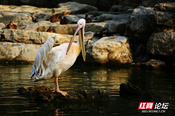 061947yl5zqu86sg2uss2b.jpg 061947yl5zqu86sg2uss2b.jpg