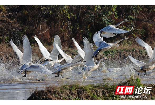 【每日一图@湖南】初冬时节，汨罗这座湿地公园被白天鹅“占领”了