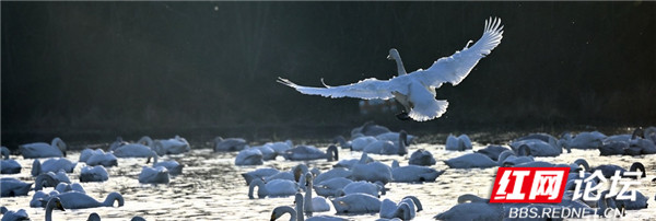 【每日一图@湖南】初冬时节，汨罗这座湿地公园被白天鹅“占领”了