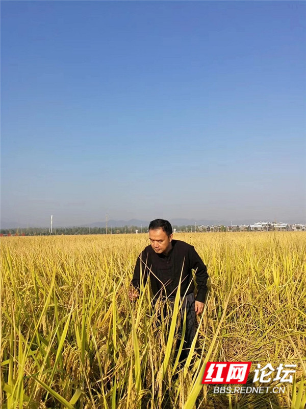 秋收2.jpg 秋收2.jpg