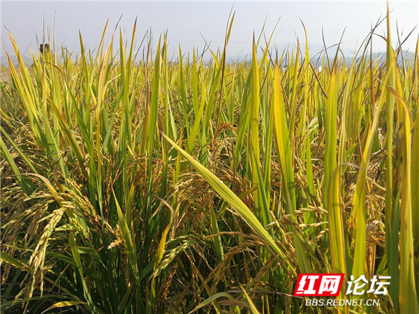 秋收1.jpg 秋收1.jpg