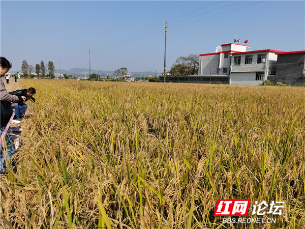 秋收3.jpg 秋收3.jpg