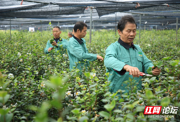 【每日一图@湖南】攸县“油”奔头！栽下油茶树，绿了小山坡