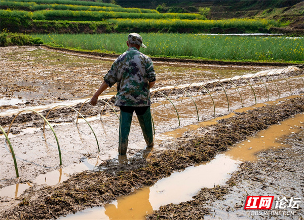 春耕、播种、农民 (5).jpg