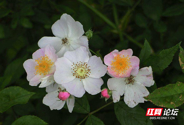 蔷薇虽 贱 墨客爱它花满架