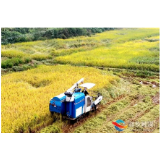 湘乡市：昔日抛荒地，变成“米粮仓”（图）