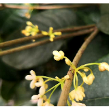 秋品莲城丨百年桂花树与大闸蟹