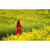 组图丨最美四月天,春风拂莲城