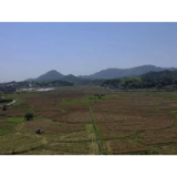 【推进乡村振兴】韶山：万亩油菜收割进行时