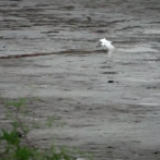 时政微纪录丨赤子情 中国心