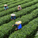 湖南高质量打赢脱贫攻坚战丨种活“产业树” 喜结“幸福果”