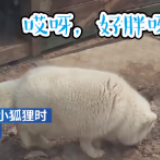 动物园疫情后复工，游客发现小狐狸长胖了