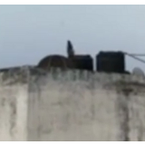 憋疯了！ 印度猴子在屋顶上放风筝