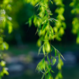 今日，清明