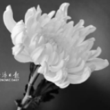 清明时节寄哀思
