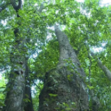 云南高黎贡山发现珍稀濒危植物滇桐野生居群