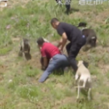 现实版熊出没！众人合力制服