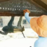 游客私自拿挂面喂猴 志愿者录视频劝导