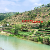 天天学习丨一杯清茶里的深情嘱托