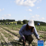 脱贫致富新“良药”