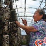 【幸福花开新边疆】内蒙古扎兰屯：小木耳做出大文章 黑牡丹开出致富梦