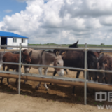 【幸福花开新边疆】内蒙古的这个小村子为什么会养驴呢？