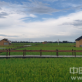 【幸福花开新边疆】诗意地栖居：风吹稻浪 在小木屋里仰望星空