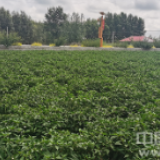 【幸福花开新边疆】“小辣椒”大收益 长发村发展庭院经济走稳致富路