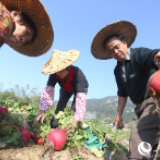 【脱贫振兴八闽行】漳州华安巩固提升脱贫成效 贫困户人均年收入近1.4万元