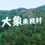 【相对论·大象来我村】村里的森林体验师：归来的，不只是象｜Vol.99