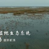 习近平山东行丨黄河在这里入海！首站来到东营黄河入海口