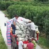 【乡村振兴看一线】福建仙游：文旦柚销售遇阻 电商助力扩销路