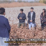 万人说新疆 | 新疆棉花知多少？网红团队“石榴熟了”告诉你