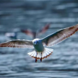 飞越万水千山 四川多地再次迎来“候鸟旅行团”