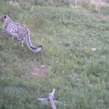 新疆木垒：红外摄像机首次拍到雪豹