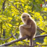 【家在中国】神农架川金丝猴 从“冰川遗孤”到“最美灵长部落”