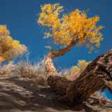 “我下一个秋天还要见你”——额济纳滞留游客写歌表达心声