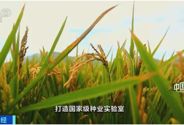 中国粮仓丨湖南每年提供杂交水稻种子8000多万公斤！央视财经专访湖南副省长