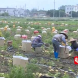 乡村振兴看一线 | 广东遂溪：“稻稻薯”迎来丰收 “北薯南种”利润可观
