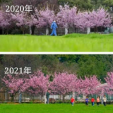 今天，武大樱花迎来最想见的人！