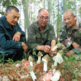 科技助力乡村振兴再出发丨科技让“八闽大地”生长出看得见的力量