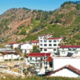 安徽省桐城市黄甲镇杨头村：好路进山 好茶出山