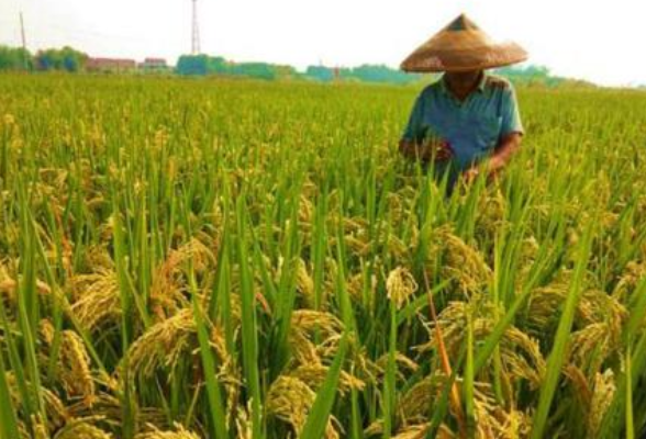 隋忠诚：扛稳主粮大省粮食安全的政治责任