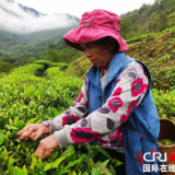 【100年 70载 林芝跨越】西藏墨脱背崩村用小茶叶托起致富梦