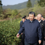 学习进行时丨习近平的“茶之道”