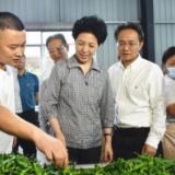 乌兰在湘阴调研时强调：做强特色小镇 赋能乡村振兴