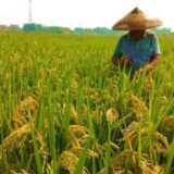 粮食产后服务体系实现产粮大县全覆盖 百姓“米袋子”多装优质粮