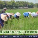 走进乡村看小康丨从建筑师“退役”回归乡村种水稻 他的故事你听过吗？