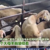 走进乡村看小康丨湖羊肉怎么这么好吃！跟着羊倌儿看看“羊村”的“巴适”生活