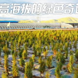 雪域欢歌70载·西藏启航新时代｜曾经“没有一棵树的城市”，如今有了一片“科技林”